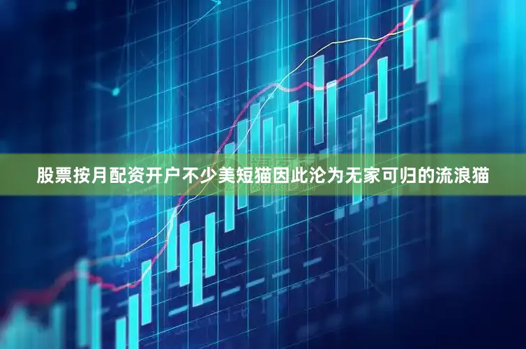 股票按月配资开户不少美短猫因此沦为无家可归的流浪猫